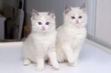Gorgeous Ragdoll Kittens Available