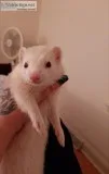 Ferret with cage