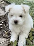 Registered Male Maltese