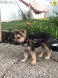 10 wk old ACA Certified Female German Shepherd