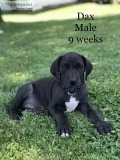 Great Dane Puppies