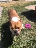 English bulldog