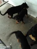 Rottie puppies 4 sale