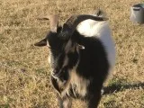 5 nigerian bucks for sale
