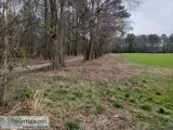 Land ClearingTree and Brush Mulching