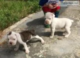 BoxerOld English Bulldog Puppies