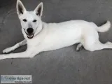 Beautiful LabRetrieverHusky mix