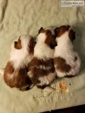 Shih Tzu Puppies