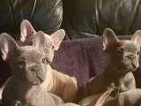 Four Left Kc Reg French Bulldog Puppies