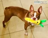 Boston Terrier Studding