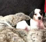 Absolutely beautiful and sweet boys Beagle pupshad 2nd round of 
