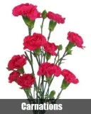 Midnight Flowers Delivery In Gurgaon