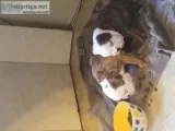 AKC English Bulldogs