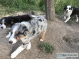 Aussie pups