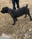 South African Boerboel