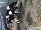 Cows pigs  sheep  goat