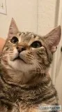 FREE 6 months cats NEED A LOVING HOME