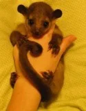Kinkajou for sale