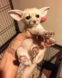 Fennec fox pet