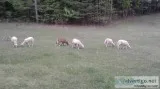 Katahdin  Hair Sheep Lambs