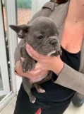 Stunning Litter AKc Show Quality French Bulldogs