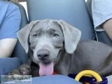 Female silver lab