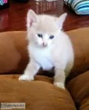 Free Kittens