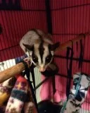 Cute sugar gliders babies for adoption 