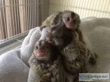 Marmoset/ monkeys for sale 