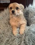 Puppies