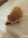 Hedgehogs for sale