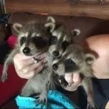 Baby raccoons