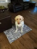 2 Yrs Old Lab