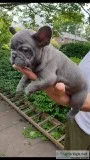 Top Quality aKc Reg Frenchy Babies Ready