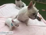 aKc Reg Health Tested French Bulldog Puppies