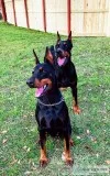 Dobermans
