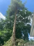 Tree cutting and removal at affordable price