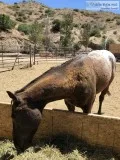 Appaloosa gelding