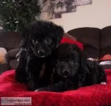 Toy poodle puppies HYPOALLERGENIC