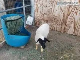 Dorper lambs