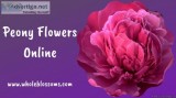 Order Peonies Online at the Lowest Price