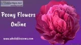 Order Peonies Online at the Lowest Price
