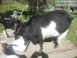 Nice Billy Goat