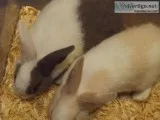 Bunnies