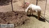 White pony for sale