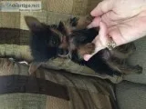Male yorkie puppy