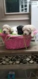Mini Goldendoodles
