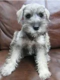 Miniature Schnauzer AKC Registered
