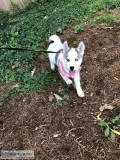 Mini husky shiba