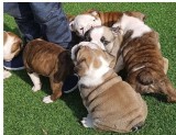 Pure breed Bulldogs Phone 435 849 88 84 Text